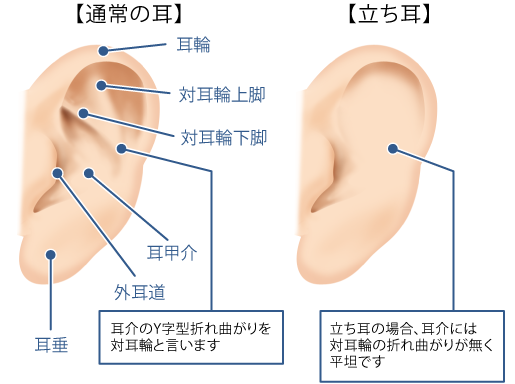 立ち耳とは